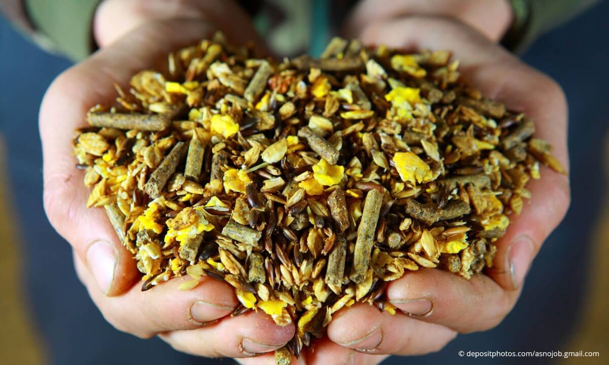 concentrate horse feeds