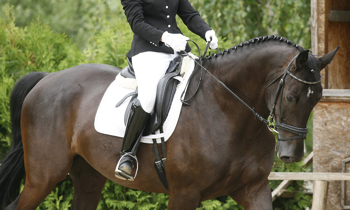 dressage